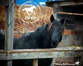 Horse of the Month